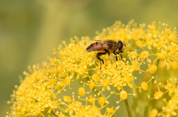A macro shot of a honey bee gathering nectar from a cluster of bright yellow wildflowers, showcasing detailed wings and legs against a soft green background.