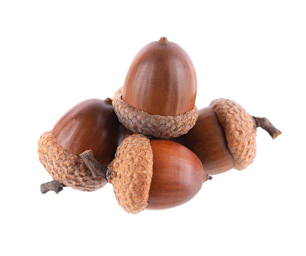 istock Acorn oak isolated on white background. Ripe brown acorns. Clipping path. 2252499498