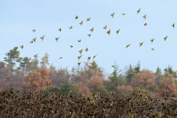 istock flock of Goldfinches (Carduelis carduelis, goldfinch) on the win 2252499523