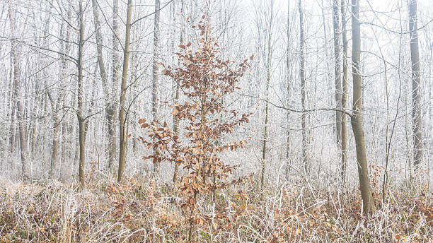 Winter's touch on a forest scene. A young tree with brown leaves stands out against a backdrop of frosted trees, creating a serene, chilly ambiance, highlighting the season's contrast.