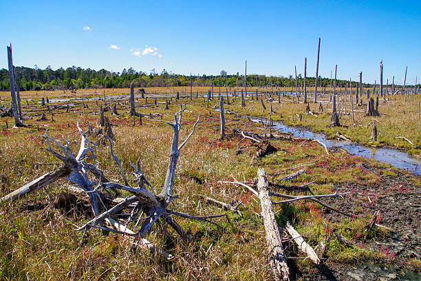 istock Shunkunitai's wetlands with decaying trees 2252500289