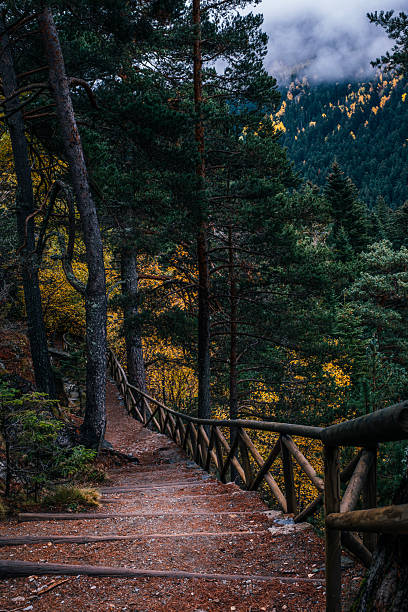 istock Wooden Stairs Path Through Pine Forest in Autumn, Misty Mountains 2252500985