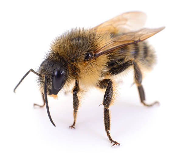 istock Honey bee close up isolated on white 2252501704