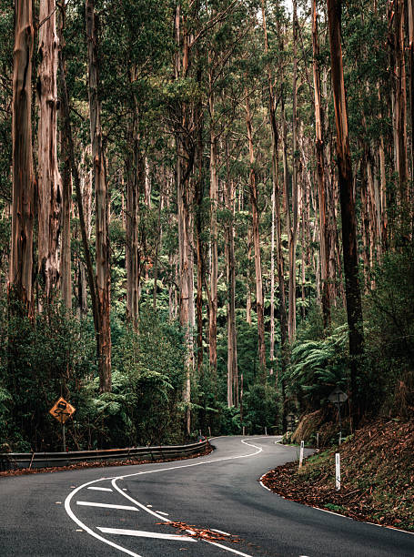Winding road through a towering Eucalyptus forest with tall Mountain Ash trees in Black Spur Drive in Victoria, Australia