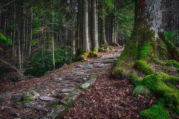 Historic stone paved trail, part of the Circuito delle Cappelle, winding through ancient moss covered trees in the secular Vallombrosa forest near Florence, Valdarno, Tuscany