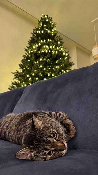 istock Cat resting near Christmas tree 2252502807