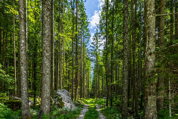 path trough the fresh green pine forest with mountain peak view in the distance. mountain forest wallpaper. pine forest with walkway. forest wallpaper