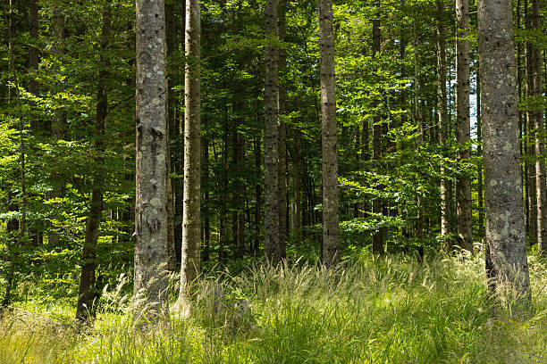 fresh, lush green forest. forest background in summer with warm tones and sunlight. nature background with dense forest