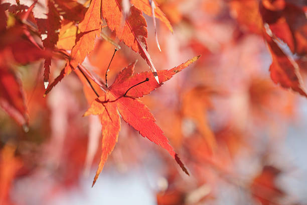 Autumn leaves