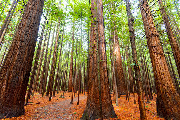 Redwoods Whakarewarewa Forest - Rotorua - New Zealand