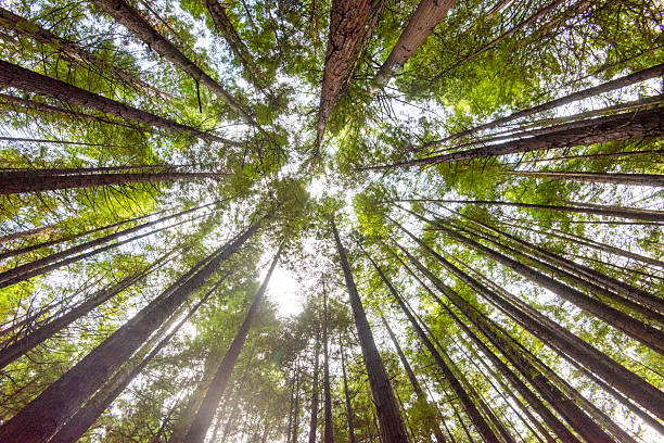 istock Redwoods Whakarewarewa Forest 2252503939
