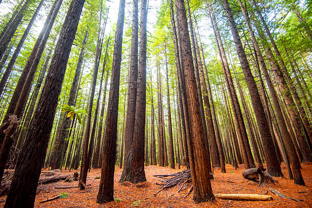 Redwoods Whakarewarewa Forest - Rotorua - New Zealand