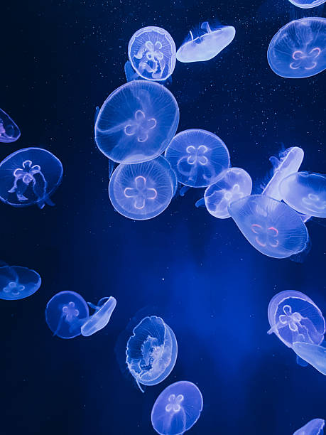 istock Glowing translucent jellyfish floating in deep blue water 2252504820