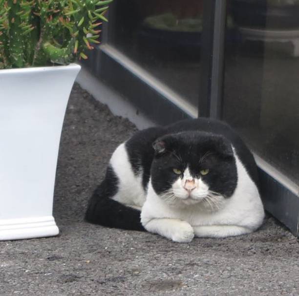 Charming and chubby cat playfully exploring the outdoors, with fluffy fur and a curious expression. Full of energy and joy, perfect for cat lovers who enjoy watching playful, happy moments!