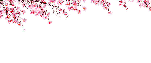 istock Cherry blossoms in full bloom in spring, on the white background. 2252506818