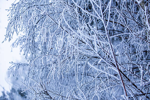 Hoarfrost-covered birch branches create a dense network of white ice crystals against a soft blue winter sky. The intricate natural patterns of the frozen twigs are visible in this high-angle view.