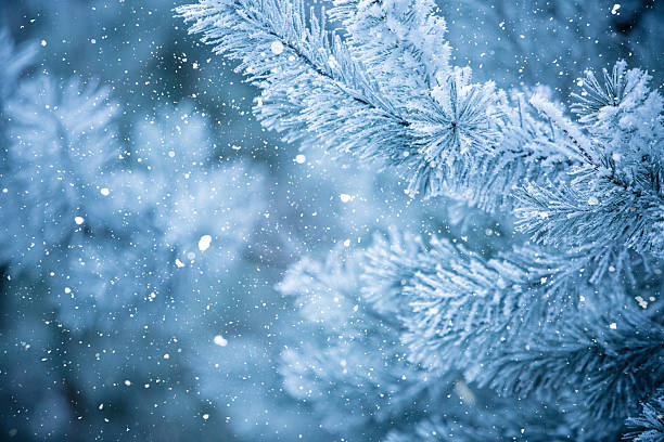 istock Soft Snowflakes Falling Against Dark Pine Branches Covered in White Frost in a Cold Winter Forest with Blue and Teal Shaded Tonal Gradations 2252507247