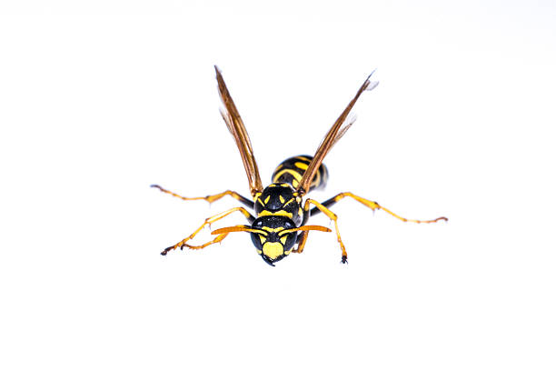 Asian hornet (Vespa velutina), also known as the yellow-legged hornet or Asian predatory wasp, is a species of hornet indigenous to Southeast Asia. It is of concern as an invasive species in European countries like France or Spain.