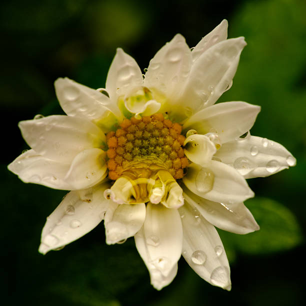 Close-up of a white daisy flower with soft petals and a yellow center. Natural outdoor lighting and shallow depth of field create a calm, clean, and timeless floral image.