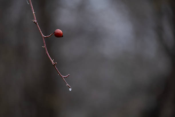 istock Single Rosehip Berry with Water Drop on Bare Winter Branch 2252509135