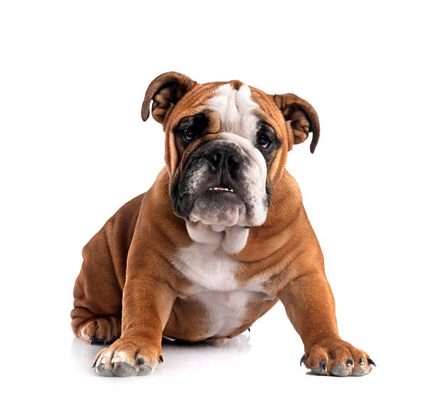 istock english bulldog in studio 2252509496