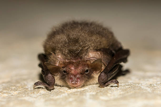 A portrait of the brown long-eared bat