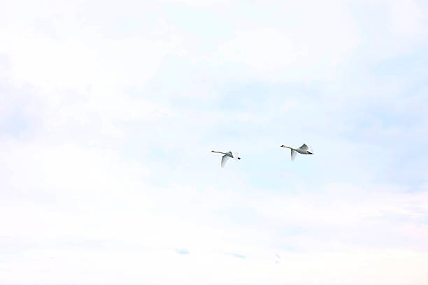 Beautiful white swans flying in cloudy sky
