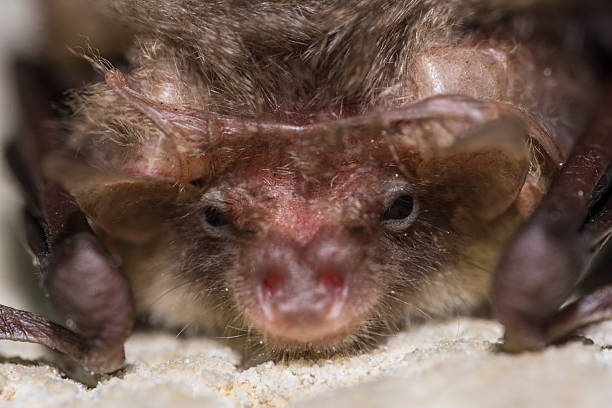 Chiroderma doriae is a species of phyllostomid bat from South America.