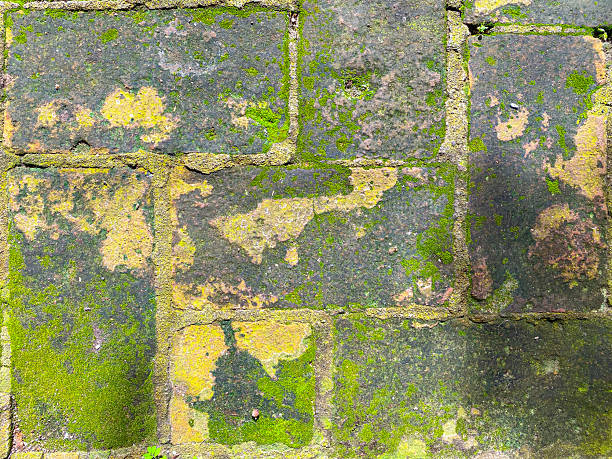Weathered Red Brick Pavement Texture Covered in Green Moss