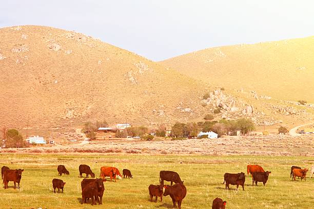 istock California agriculture 2252514666