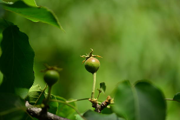 Pyrus ussuriensis tree is a wild deciduous pear growing tall in mountain forests, characterized by sharp serrated leaves, white spring blossoms, and yellow autumn fruits retaining a persistent calyx