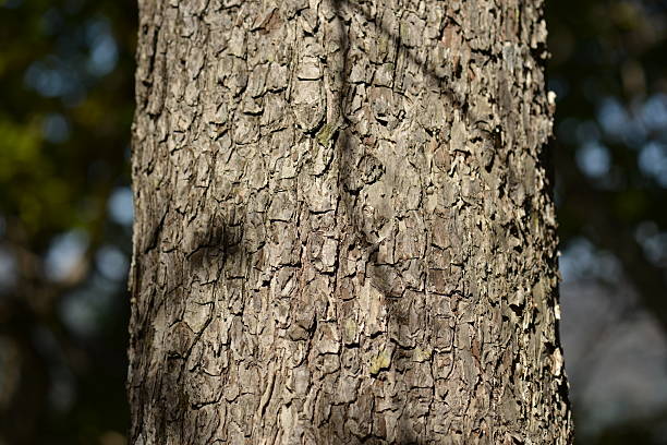 istock Pyrus ussuriensis tree is a wild deciduous pear growing tall in mountain forests, characterized by sharp serrated leaves, white spring blossoms, and yellow autumn fruits retaining a persistent calyx 2252519364