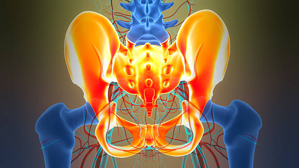 istock Human Skeleton System Pelvic Girdle Bone Joints Anatomy 2252519693