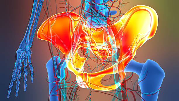 istock Human Skeleton System Pelvic Girdle Bone Joints Anatomy 2252519698