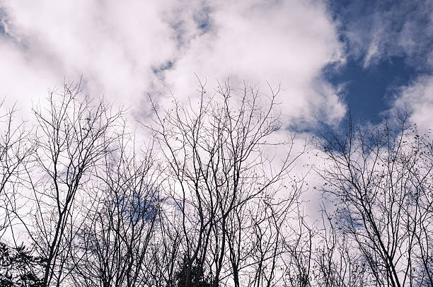 Image depicting bare trees silhouettes against a sky with white scattered clouds