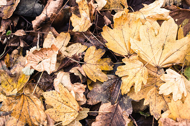 Seasonal Themed Wallpapers - Autumn