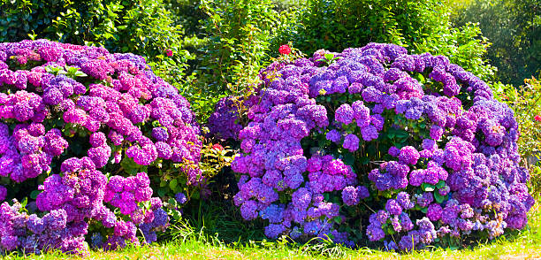 Purple hydrangeas in the sunlight and green  leaves seen along garden path , garden view. Galicia, Spain.
