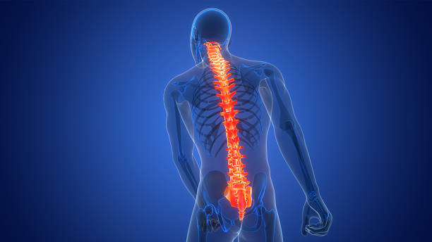 istock Spinal Cord Vertebral Column of Human Skeleton System Anatomy 2252522276