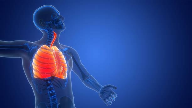 Human lungs anatomy 3d render