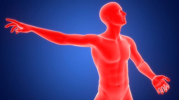 3D Illustration Concept of Human Suffering with Severe Pain in Shoulder Anatomy