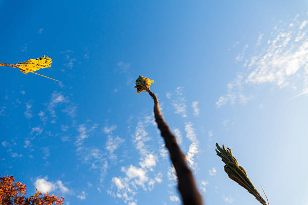 A detailed shot focusing on the branches of a native shrub reaching toward the sky. The image highlights the unique growth patterns and organic shapes of the Cerrado vegetation, capturing the essence of the local flora in a natural setting.