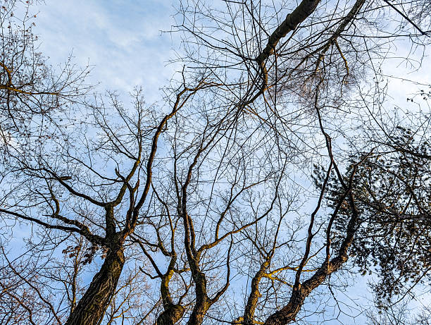 Looking Up At Bare Tree Branches Spreading Across A Blue Sky On A Cold Day, Creating An Abstract Natural Pattern And Calm Winter Background For Seasonal Design, Weather, And Outdoors Themes.