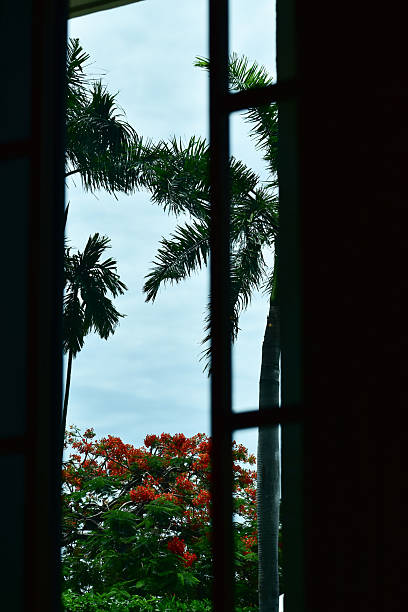 istock Looking from the window with the garden scene, tree scene outside. 2252523579