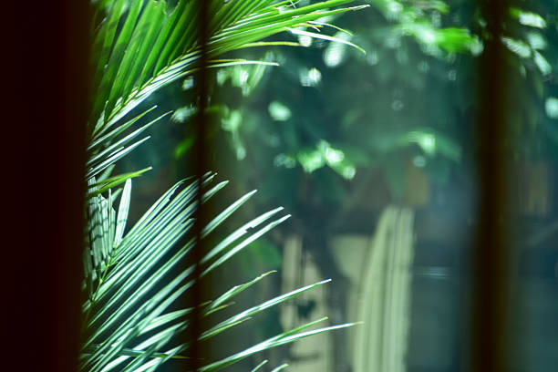 istock Looking from the window with the garden scene, tree scene outside. 2252523582