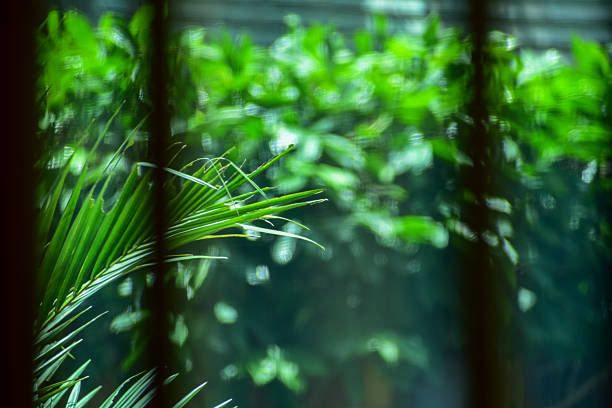 istock Looking from the window with the garden scene, tree scene outside. 2252523583