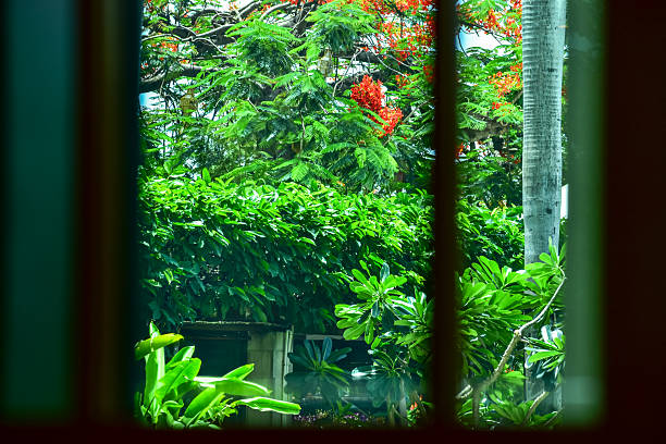 istock Looking from the window with the garden scene, tree scene outside. 2252523594
