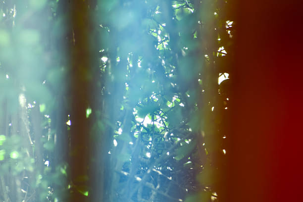 Looking from the window with the garden scene, tree scene outside. Nature concept.