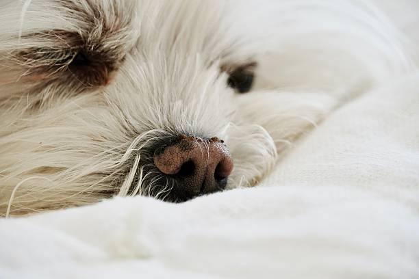 Close-up image of a small white dog sleeping, focusing on its nose and soft fur. The photo captures a peaceful and tender moment, highlighting pet comfort and relaxation. Ideal for lifestyle, pet care, and cozy home content.