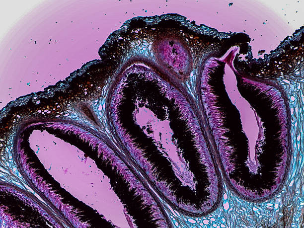 istock Microscopic Detailed Visualization of Xylaria Stroma and Fungal Reproductive Structures Ana 2252524566