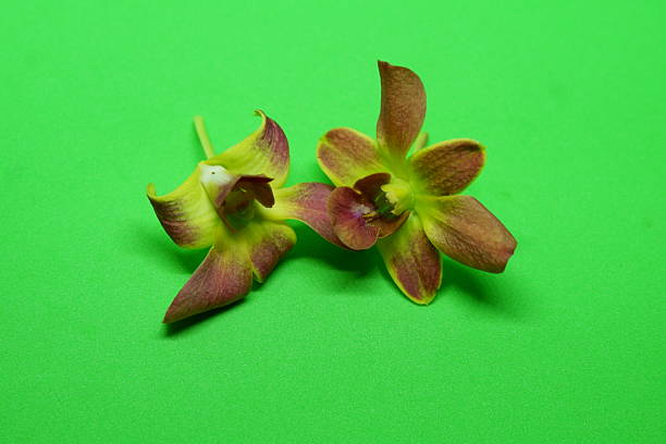 Beautiful Dendrobium Orchid Flowers on Bright Green Background